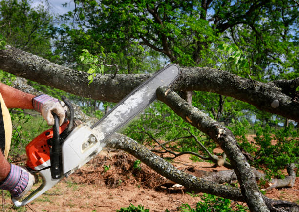 Lawn Pest Prevention in Ancient Oaks, PA